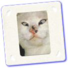 Humour - Animaux - La mouche.jpg
